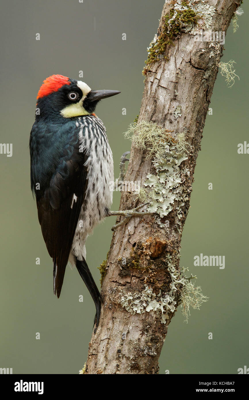 Acorn woodpecker (Melanerpes formicivorus) perched on a branch in Costa Rica. Stock Photo