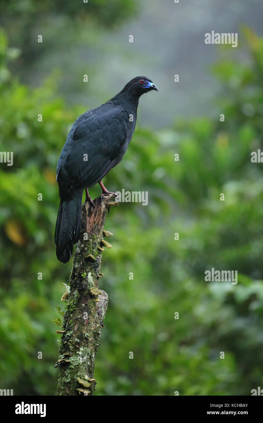 Black Guan (Chamaepetes unicolor) perched on a branch in Costa Rica Stock Photo