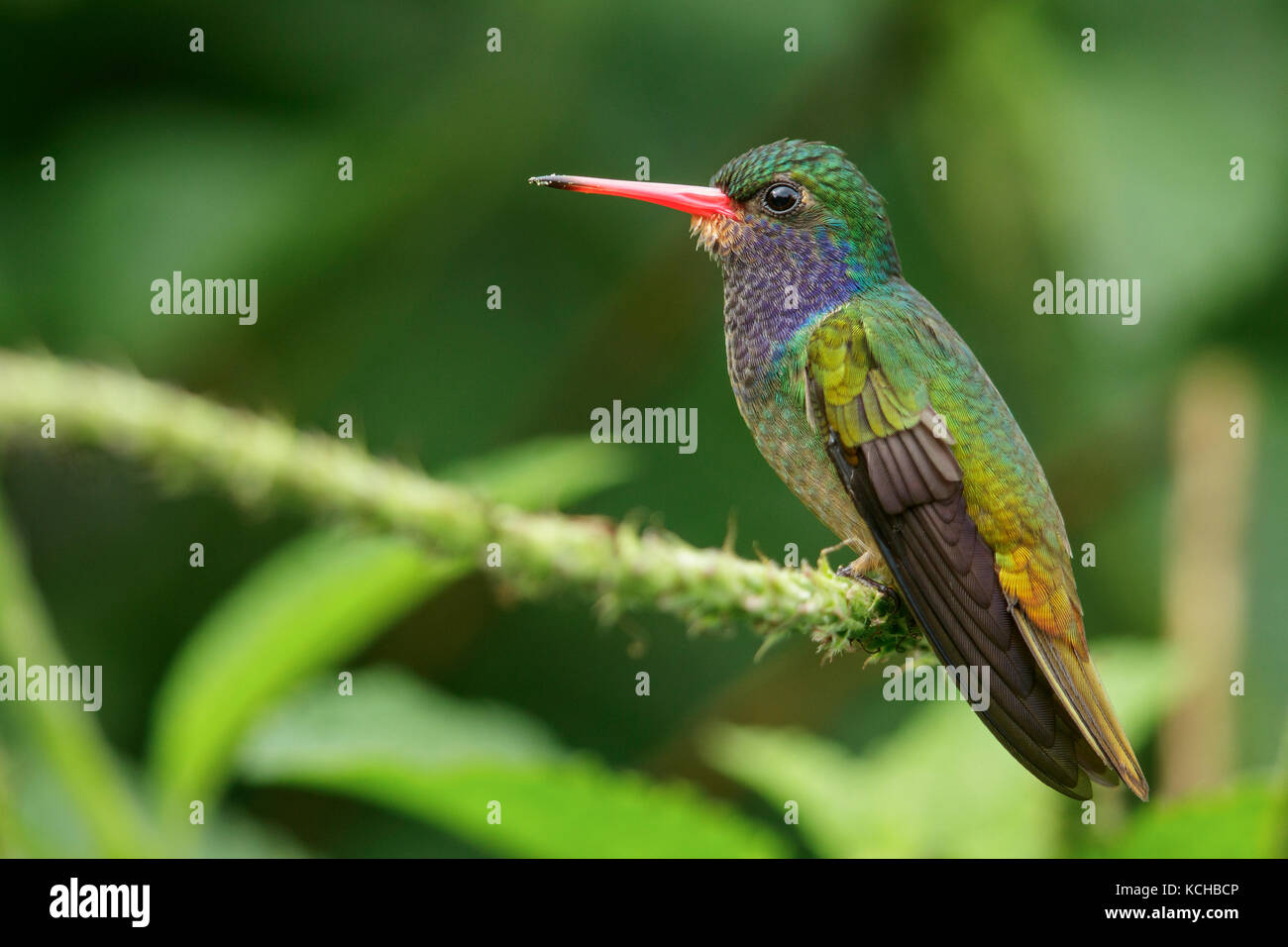 Blue-throated Sapphire (Hylocharis eliciae) perched on a branch in Costa Rica. Stock Photo