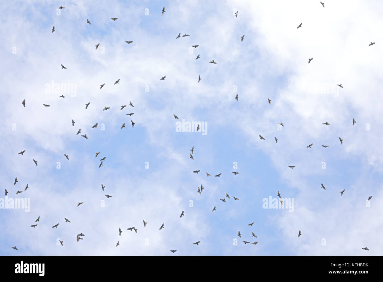 Broad-winged Hawk (Buteo platypterus) migrating overhead in a large group in Costa Rica Stock Photo