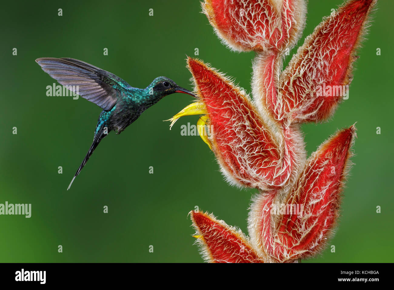 Green Hermit (Phaethornis guy) flying and feeding at a flower in Costa Rica. Stock Photo