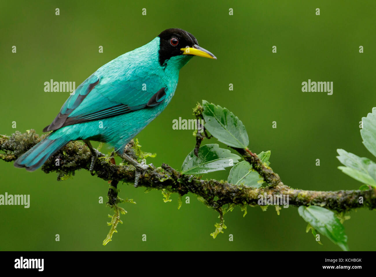 Green Honeycreeper Chlorophanes Spiza Perched On A Branch In Costa Green Honeycreeper Chlorophanes Spiza Perched On A Branch In Costa