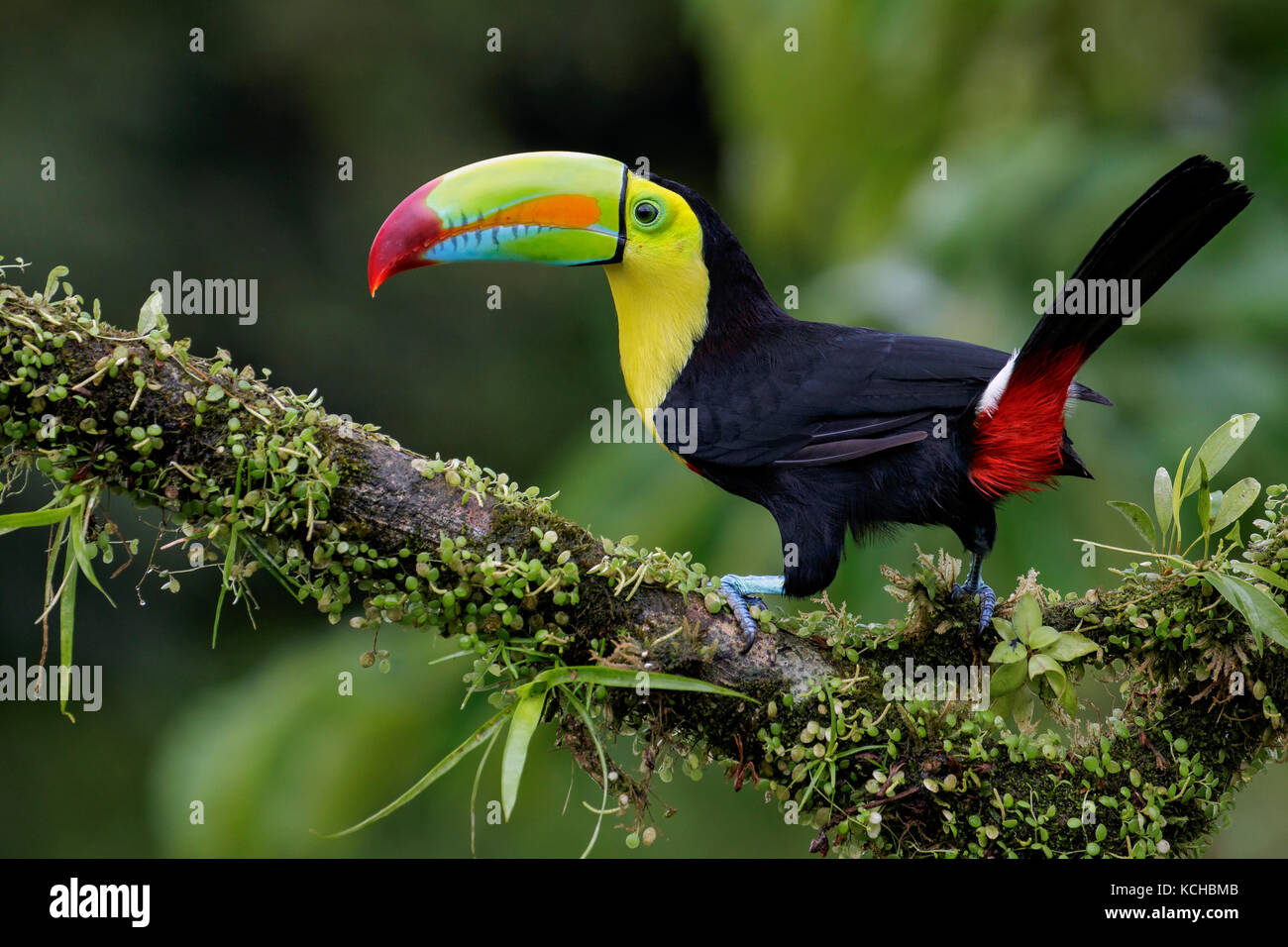Keel-billed Toucan (Ramphastos sulfuratus) perched on a branch in Costa Rica. Stock Photo