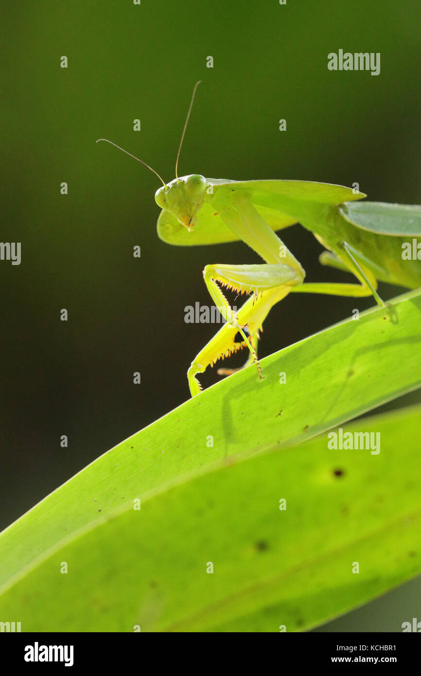 Praying Mantis perched on a branch in Costa Rica Stock Photo