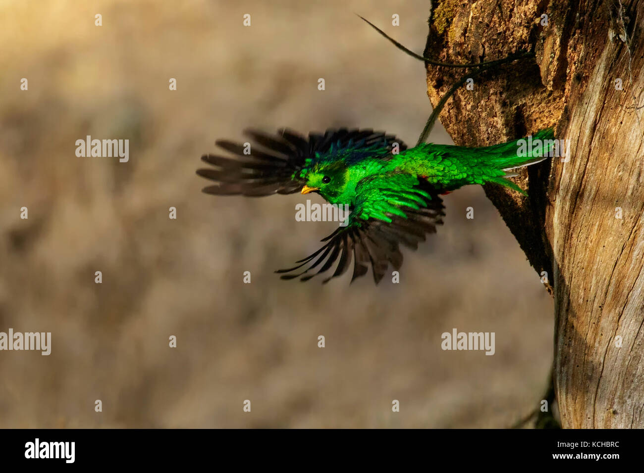 Resplendent Quetzal (Pharomachrus mocinno) perched on a branch in Costa Rica. Stock Photo