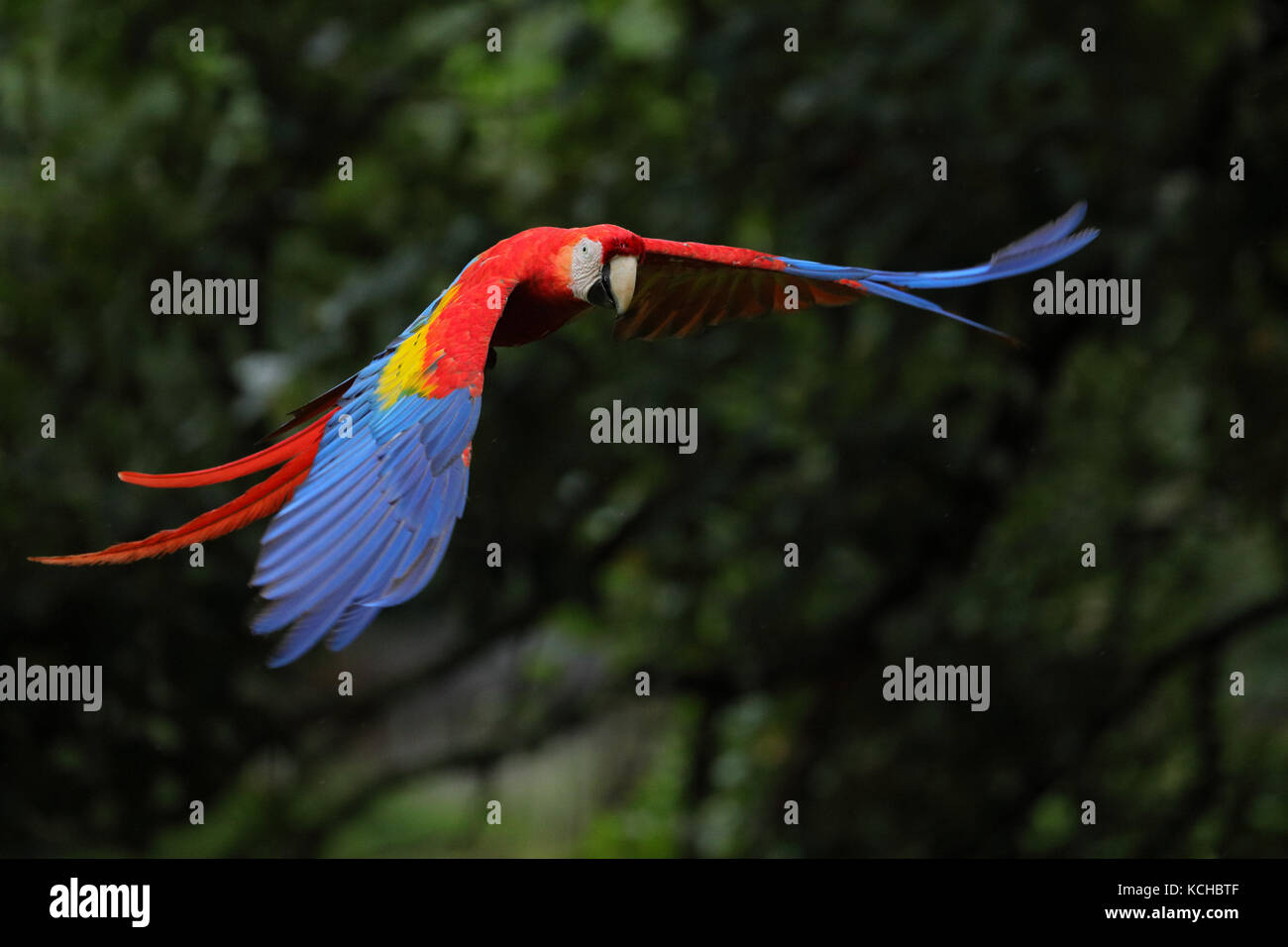 Scarlet Macaw (Ara macao) flying in Costa Rica Stock Photo