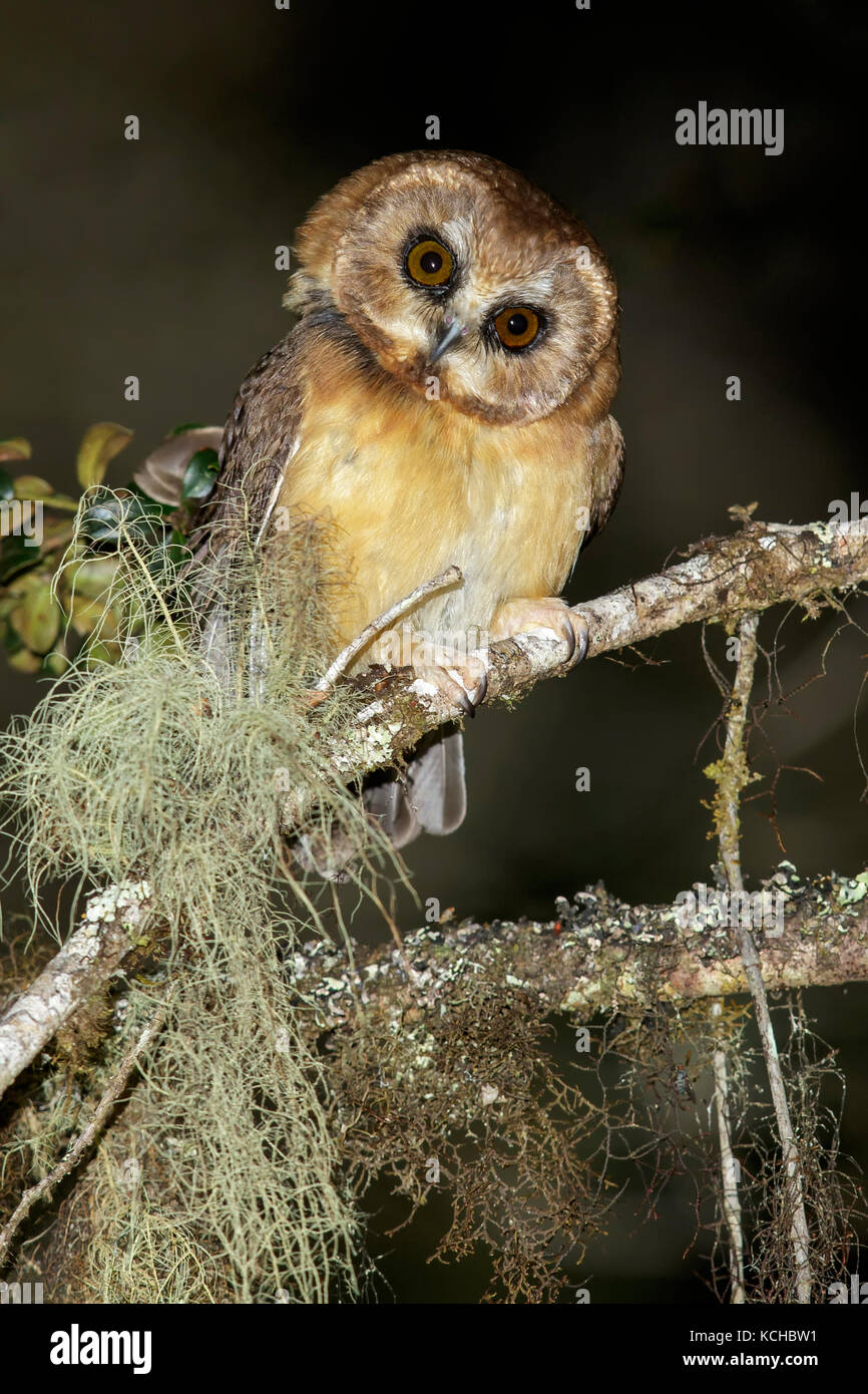 Unspotted Saw-whet Owl (Aegolius ridgwayi) perched on a branch in Costa Rica. Stock Photo