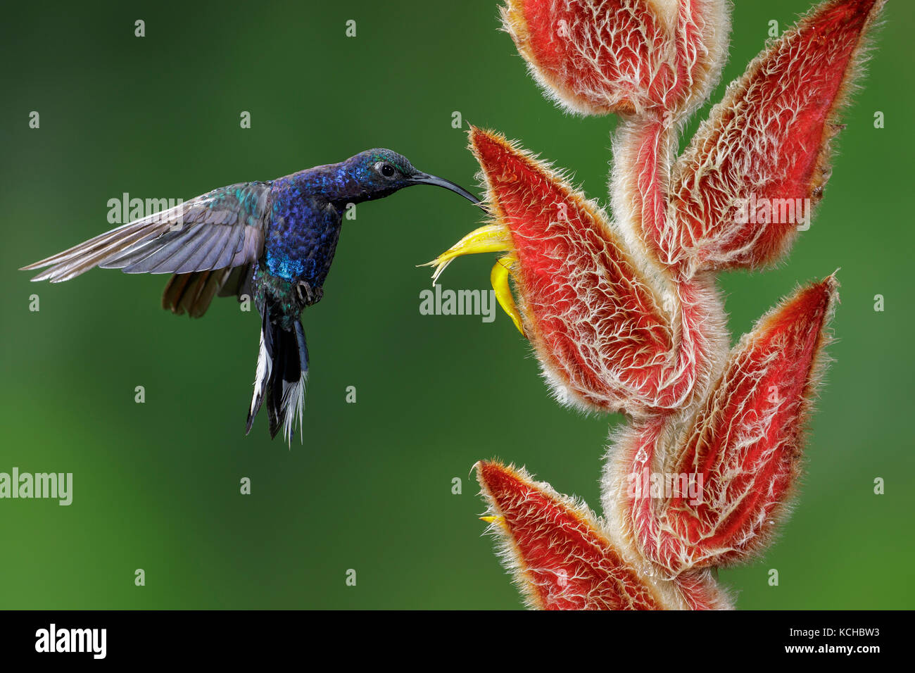 Violet Sabrewing (Campylopterus hemileucurus) flying and feeding at a flower in Costa Rica. Stock Photo
