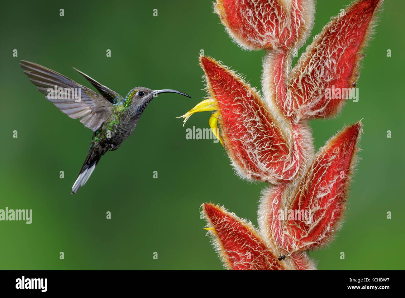 Violet Sabrewing (Campylopterus hemileucurus) flying and feeding at a flower in Costa Rica. Stock Photo