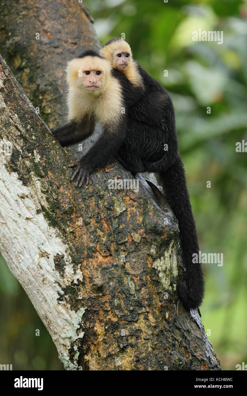 White-faced Cappuchin Monkey perched on a branch in Costa Rica Stock Photo
