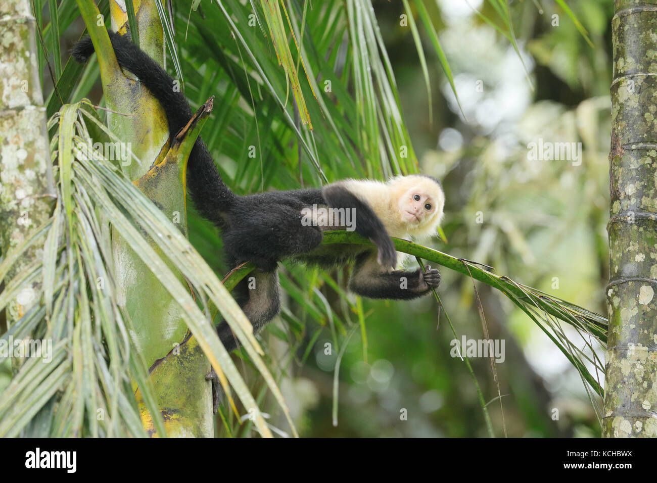White-faced Cappuchin Monkey perched on a branch in Costa Rica Stock Photo