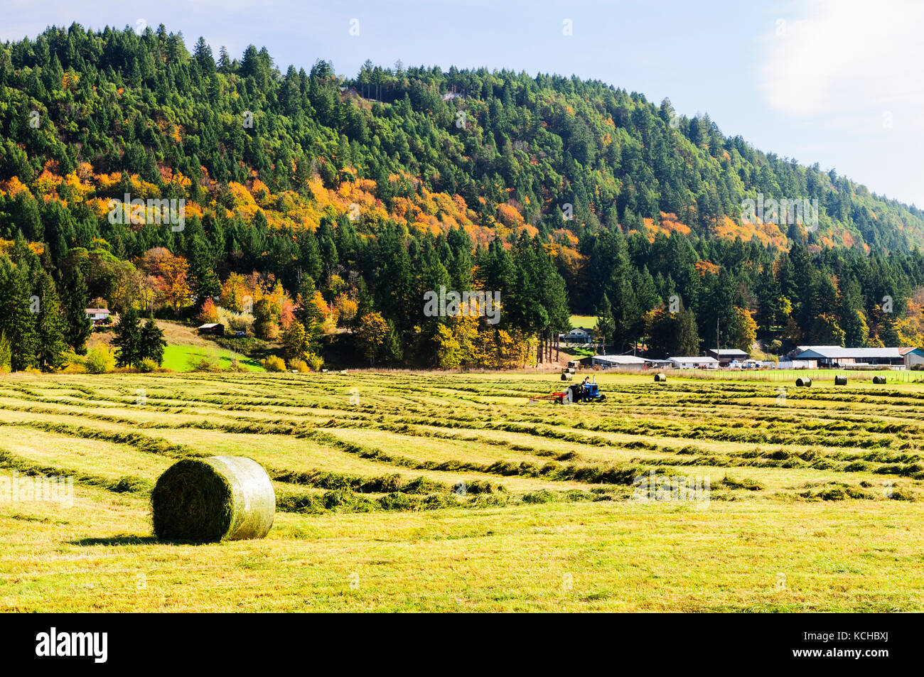A tractor making hay bales in a field near Ladysmith, British Columbia. Stock Photo