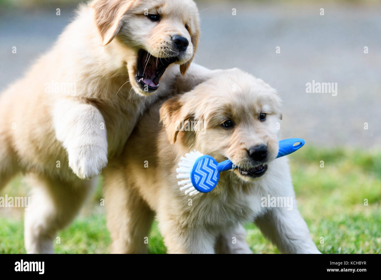 Two 8 week old Golden Retriever puppies playing. Stock Photo