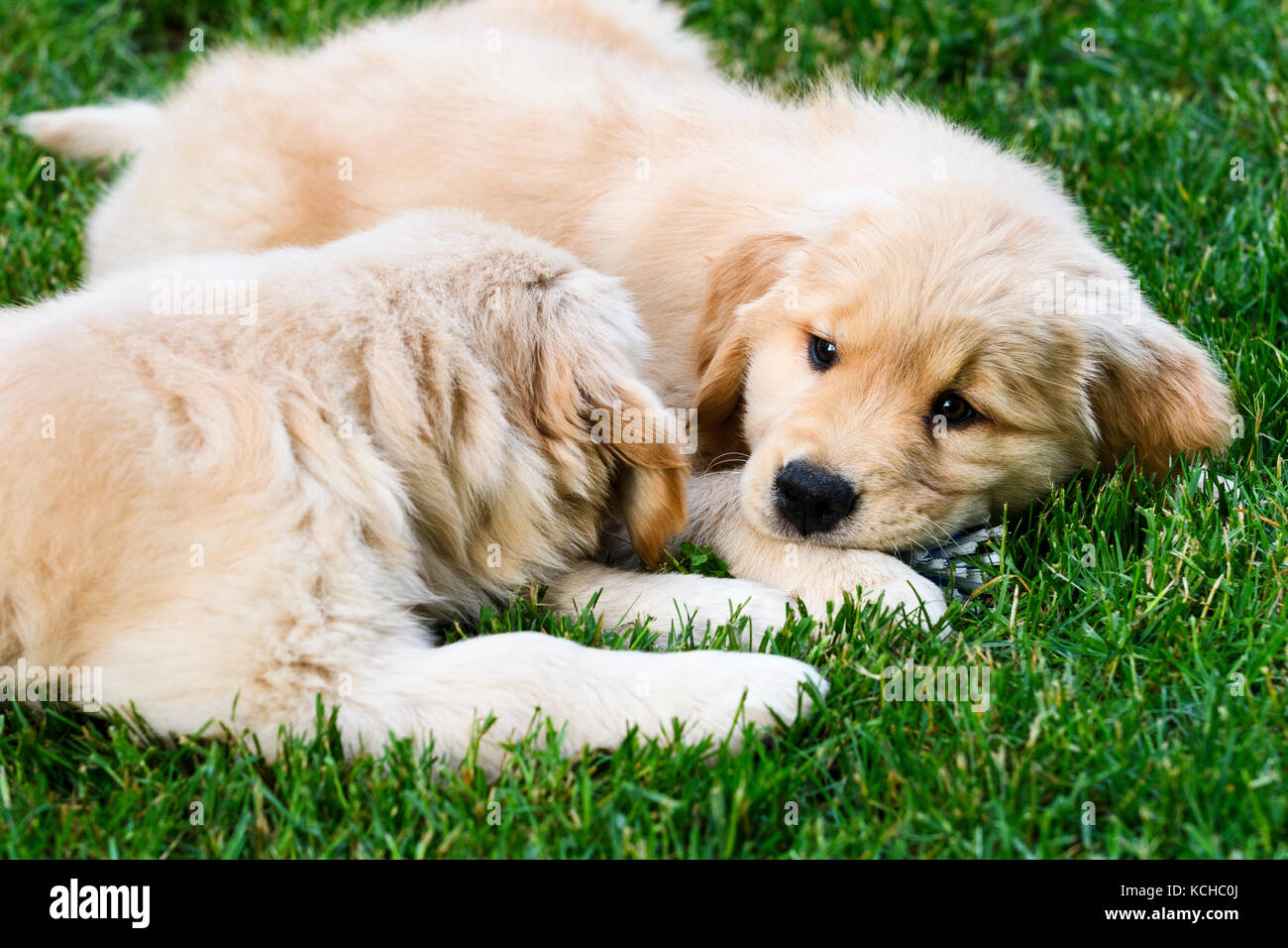 Two 8 week old Golden Retriever puppies lying in the grass Stock Photo ...