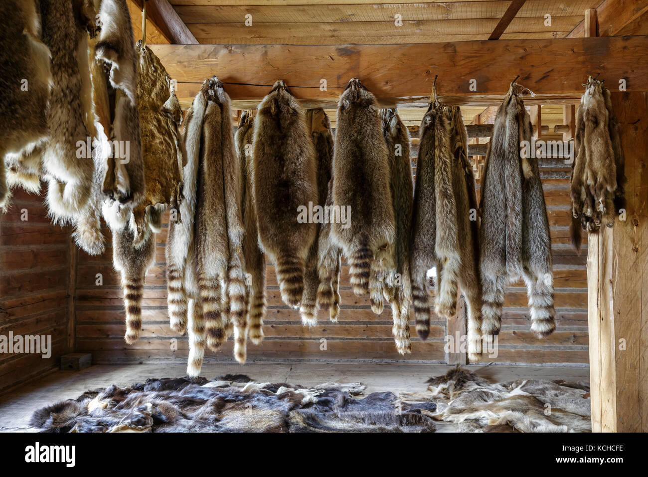Pelts hires stock photography and images Alamy
