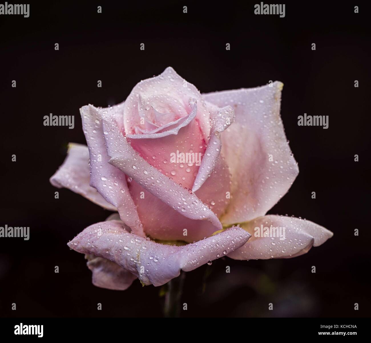 Beautiful pink classic rose with raindrops on the petals Stock Photo ...