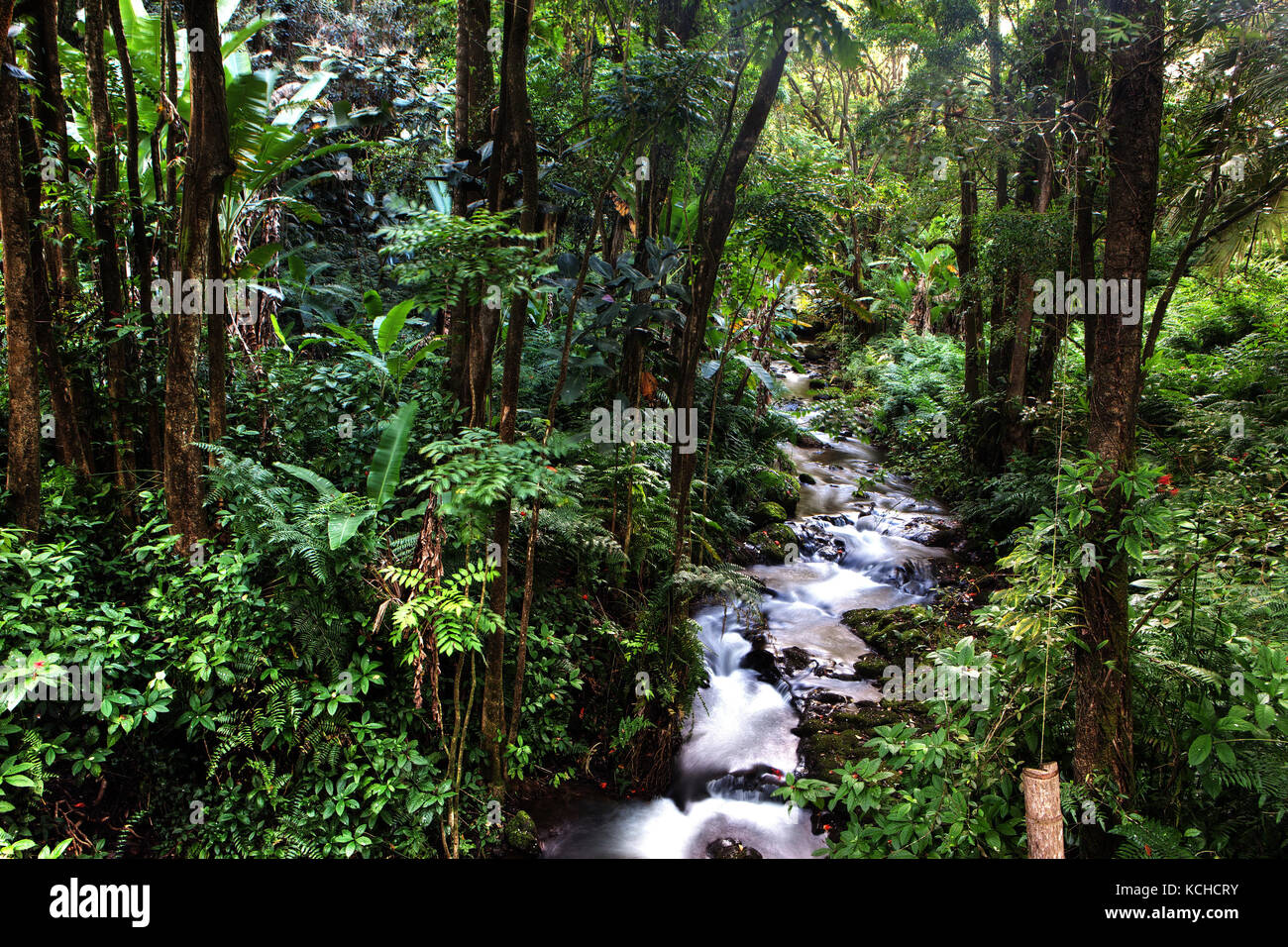 Tropical Forest with Creek, Hamakua Coast, Island of Hawaii Stock Photo