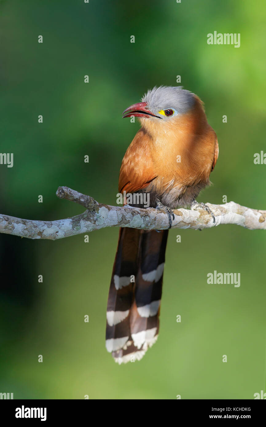 Black-bellied Cuckoo (Piaya melanogaster) perched on a branch in the Amazon of Brazil. Stock Photo