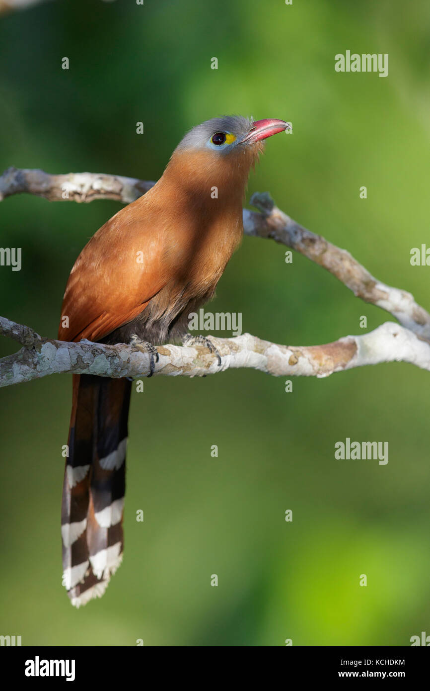 Black-bellied Cuckoo (Piaya melanogaster) perched on a branch in the Amazon of Brazil. Stock Photo