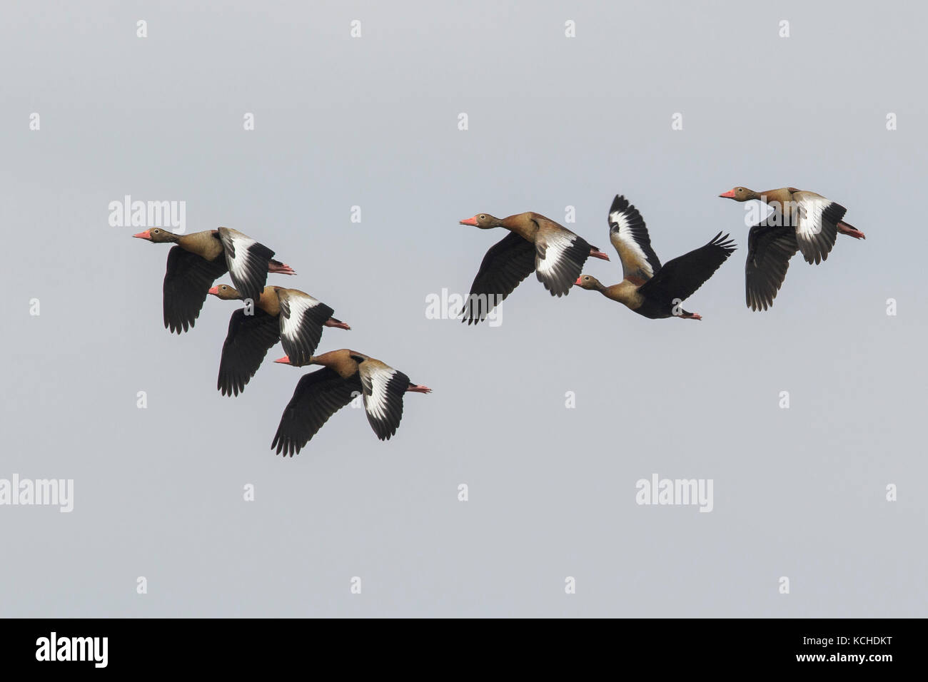 Black-bellied Whistling Duck (Dendrocygna autumnalis) flying in the Pantanal region of Brazil. Stock Photo