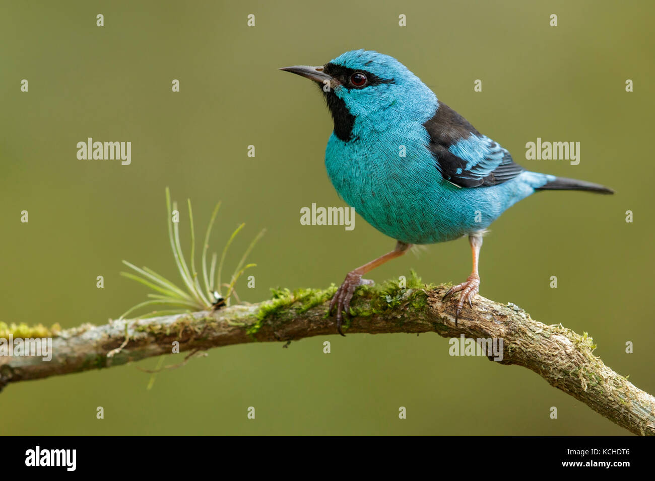 Blue Dacnis (Dacnis cayana) perched on a branch in the Atlantic Rainforest Region of Brazil. Stock Photo