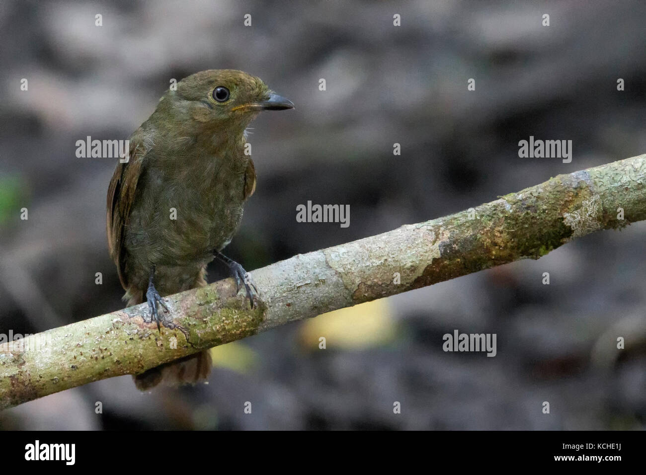 Brown-winged Schiffornis (Schiffornis turdina) perched on a branch in the Amazon of Brazil. Stock Photo