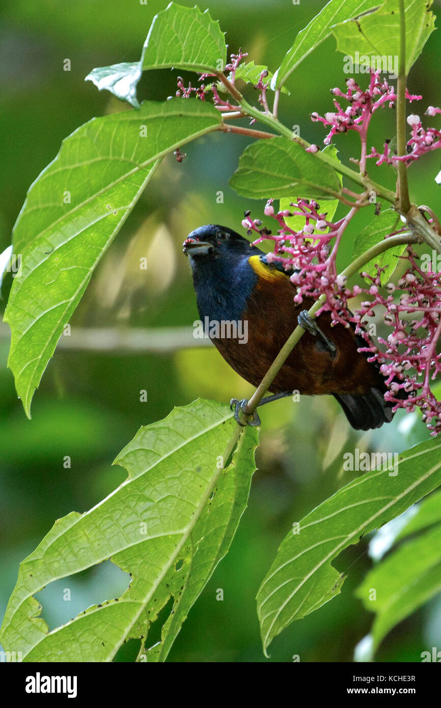 A. Three egg clutch of Chestnut-bellied Euphonia (Euphonia pectoralis)