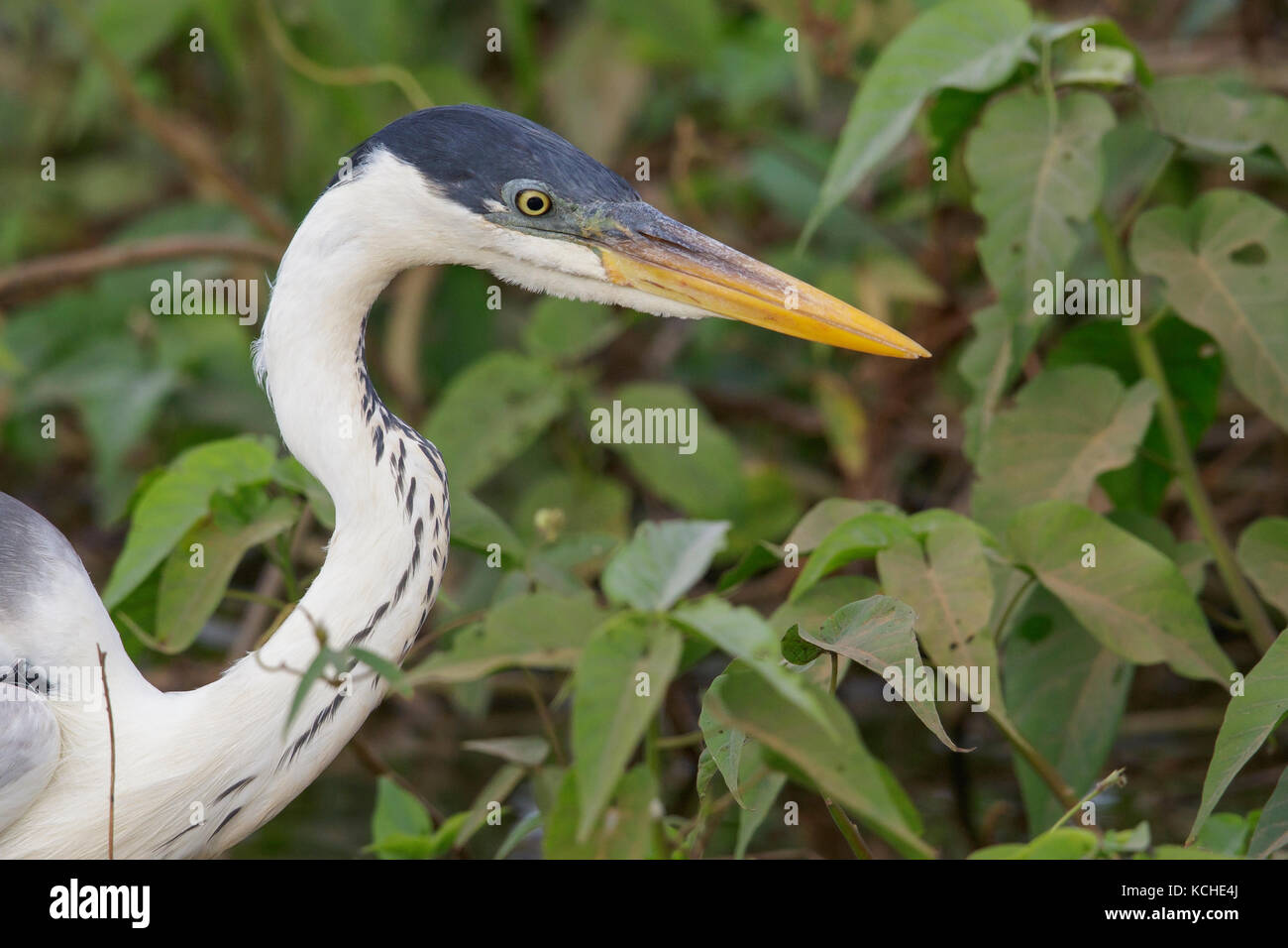 Cocoi Heron (Ardea cocoi) feeding in a wetland area in the Pantanal region of Brazil. Stock Photo