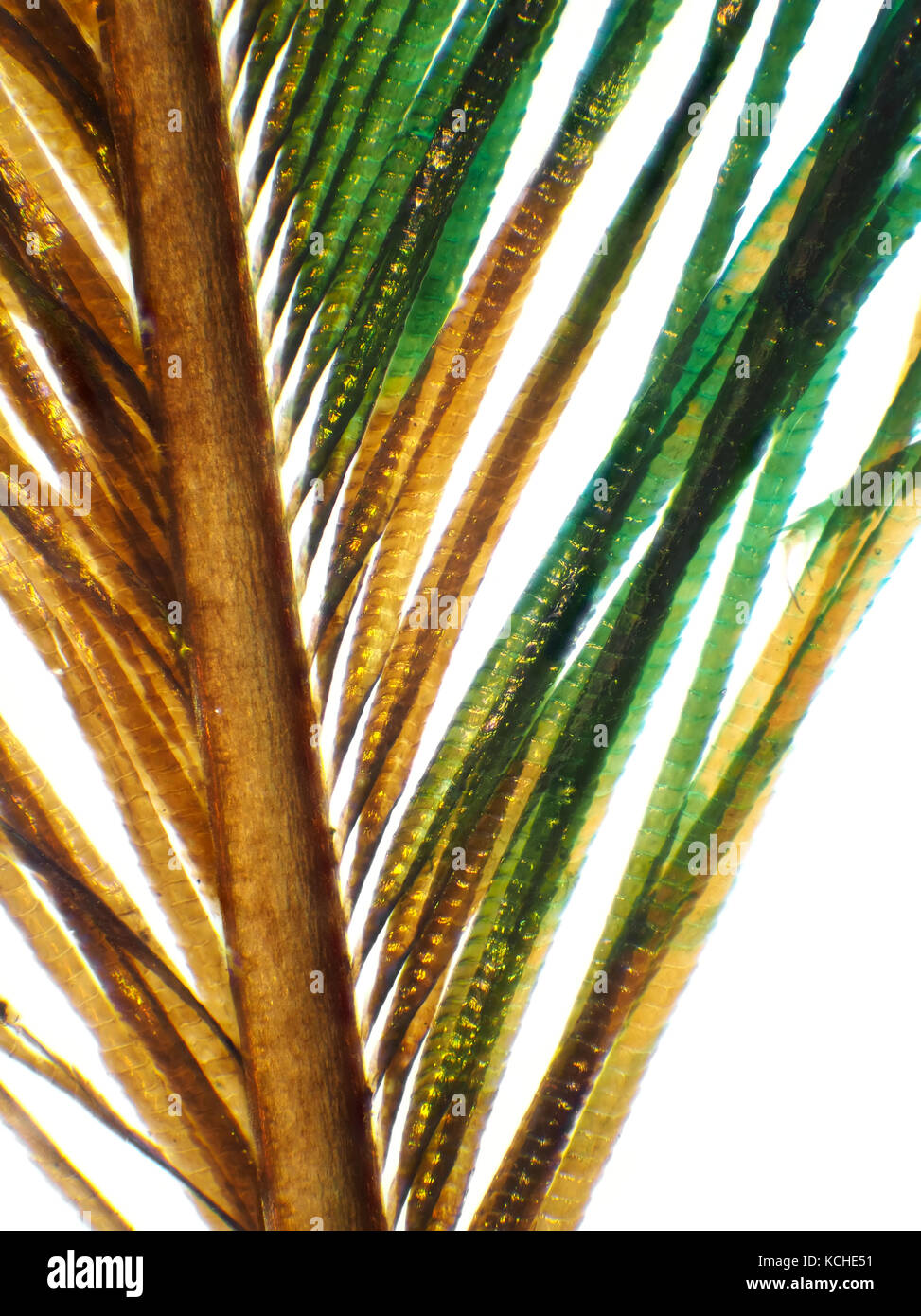 Bright field micrograph of a peacock feather, pictured area is about 1.7mm tall Stock Photo
