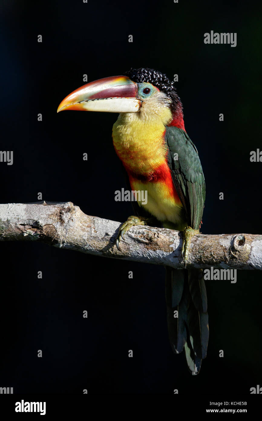 Curl-crested Aracari (Pteroglossus beauharnaesii) perched on a branch in the Amazon of Brazil. Stock Photo