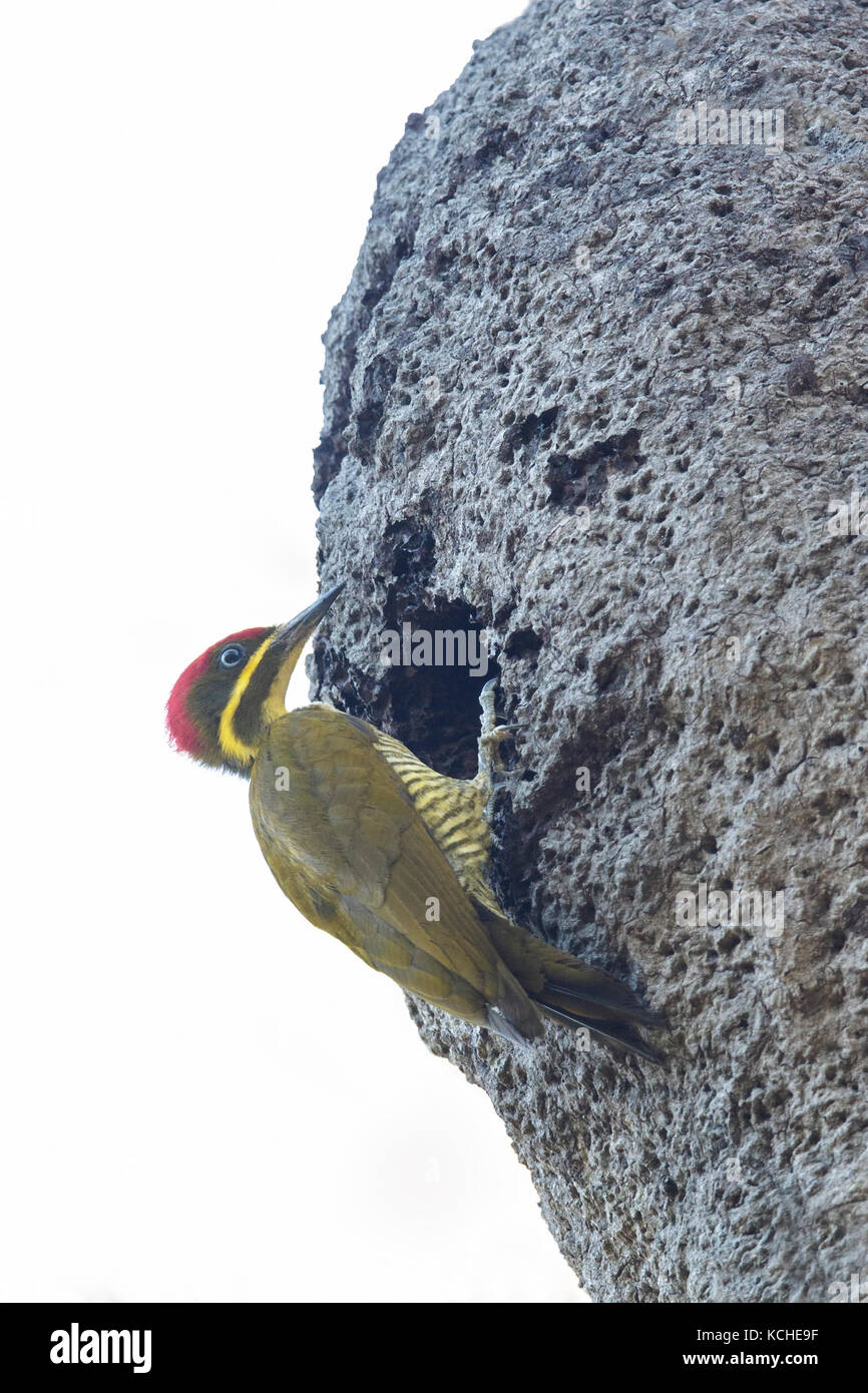 Golden-green woodpecker (Piculus chrysochloros) perched on atermite mound in the Amazon of Brazil. Stock Photo