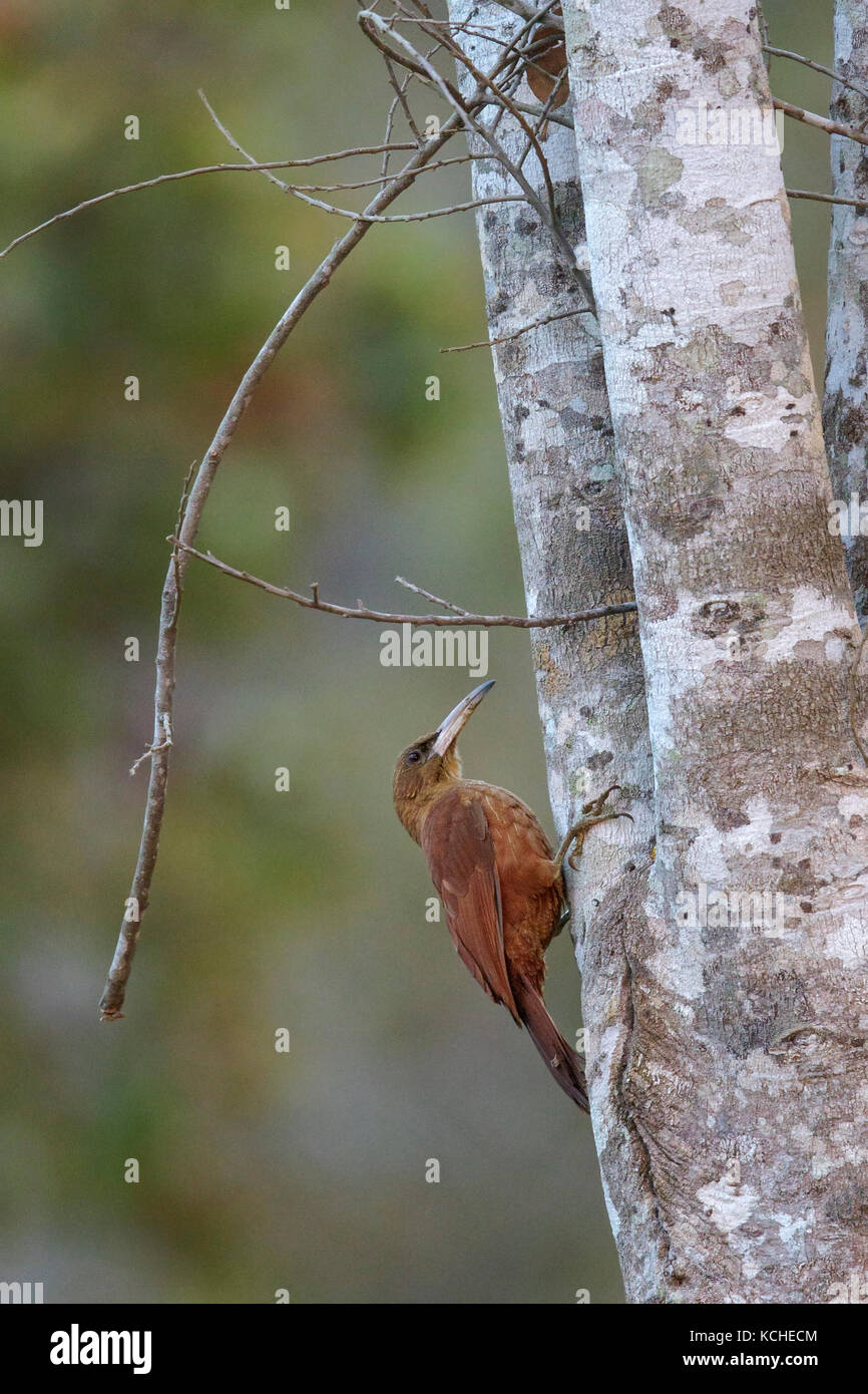 Great Rufous Woodcreeper (Xiphocolaptes major) perched on a branch in the Pantanal region of Brazil. Stock Photo