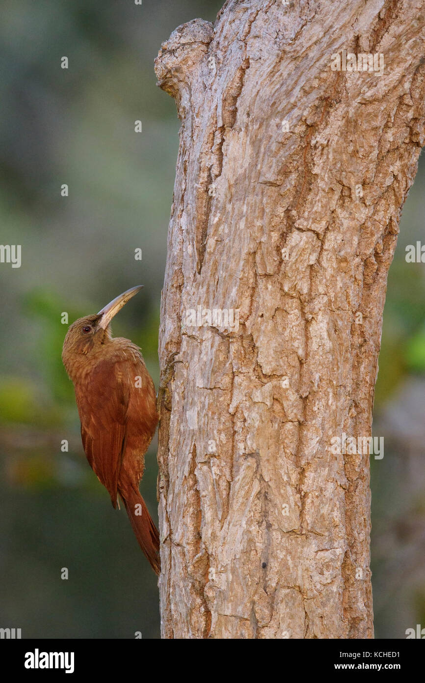 Great Rufous Woodcreeper (Xiphocolaptes major) perched on a branch in the Pantanal region of Brazil. Stock Photo