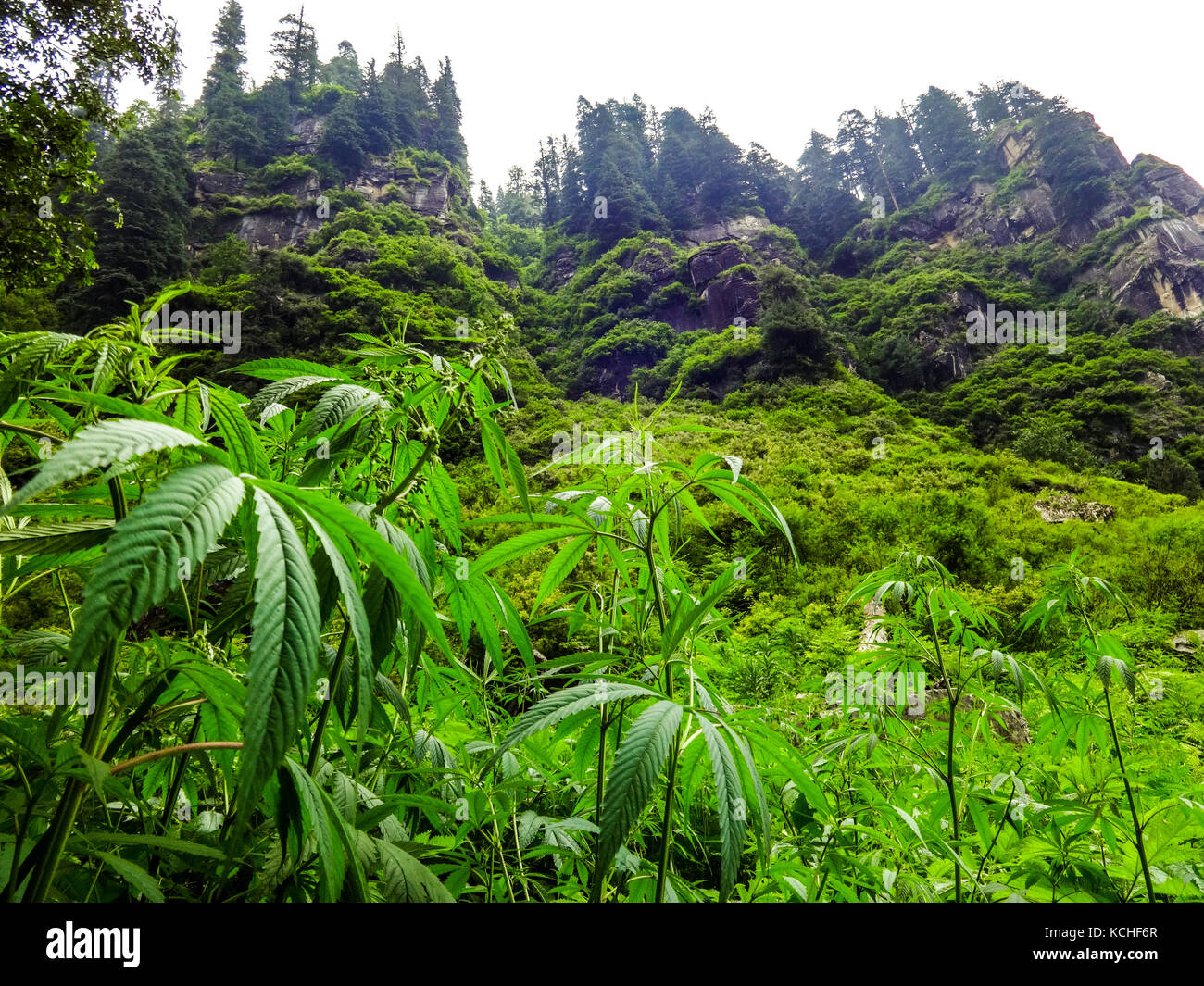 Cannabis plant hi-res stock photography and images - Alamy
