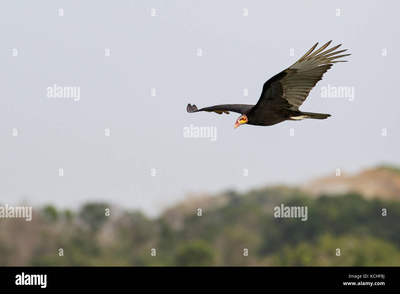 Lesser Yellow-headed Vulture (Cathartes burrovianus) flying in the Pantanal region of Brazil. Stock Photo