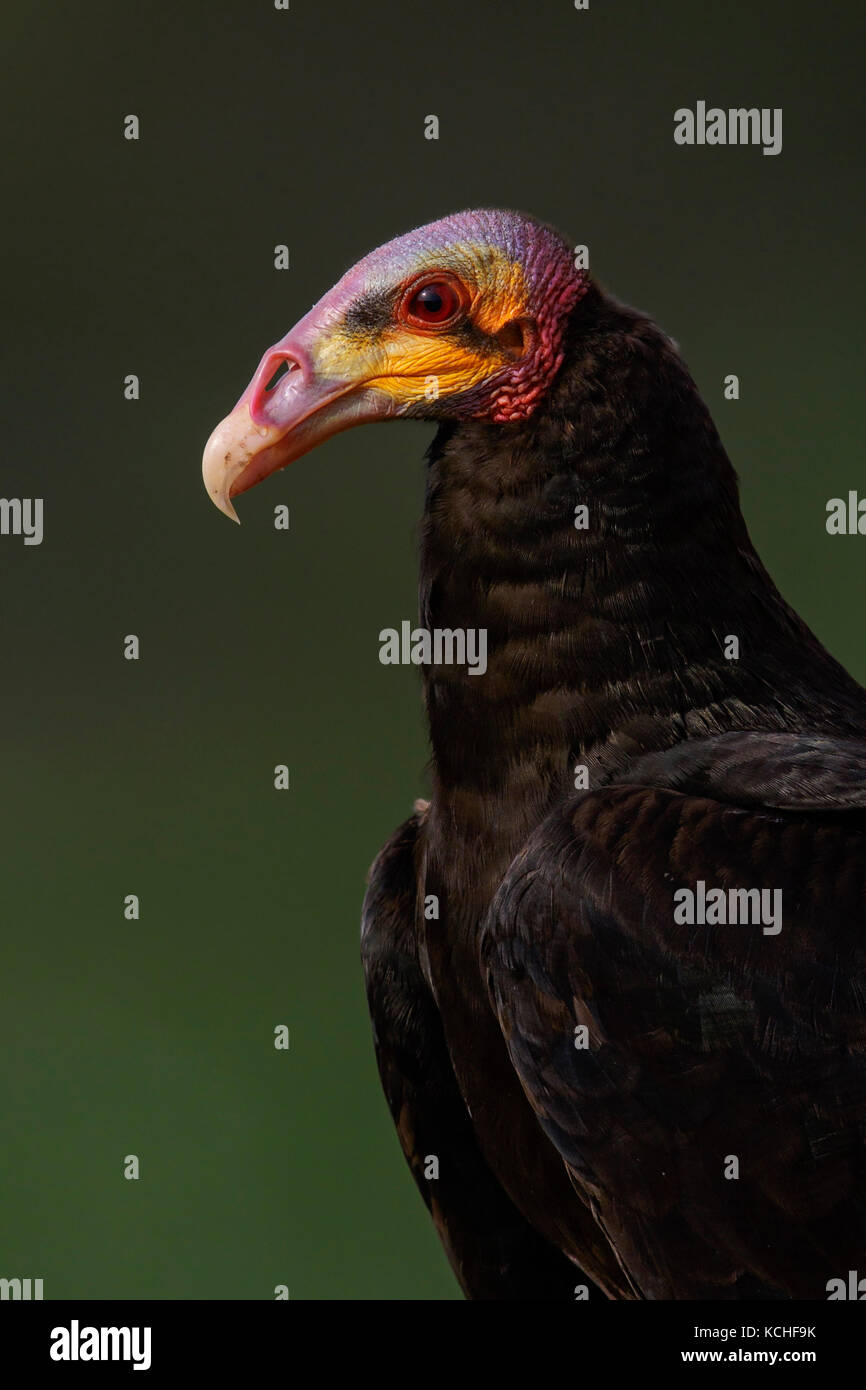 Lesser Yellowheaded Vulture (Cathartes burrovianus) perched on a