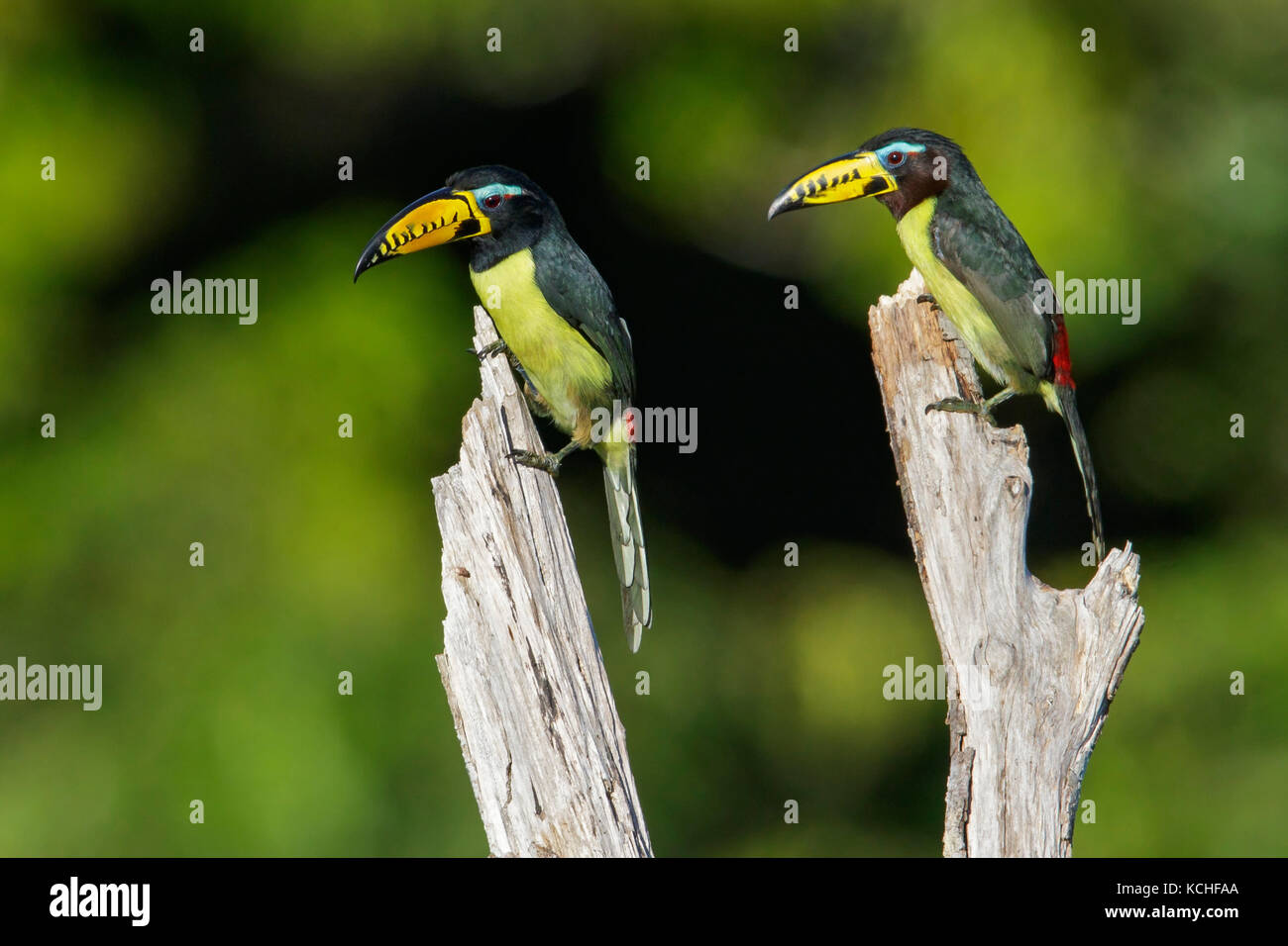 Lettered Aracari (Pteroglossus inscriptus) perched on a branch in the Amazon of Brazil. Stock Photo