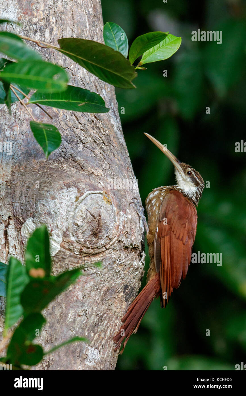 Long-billed Woodcreeper (Nasica longirostris) perched on a branch in the Amazon of Brazil. Stock Photo