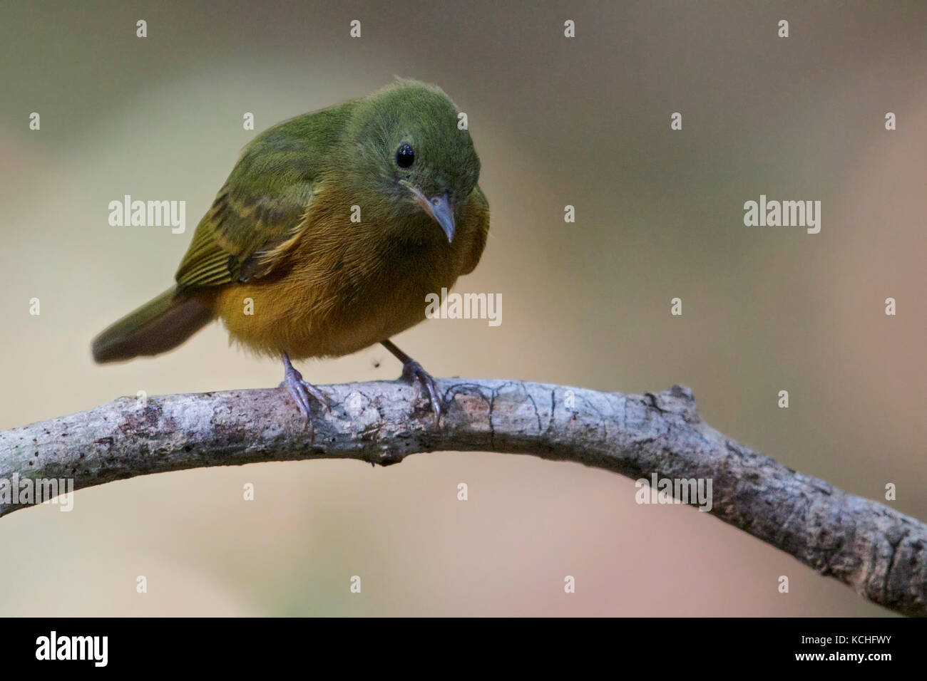 Ochre-bellied Flycatcher (Mionectes oleagineus) perched on a branch in the Amazon of Brazil. Stock Photo