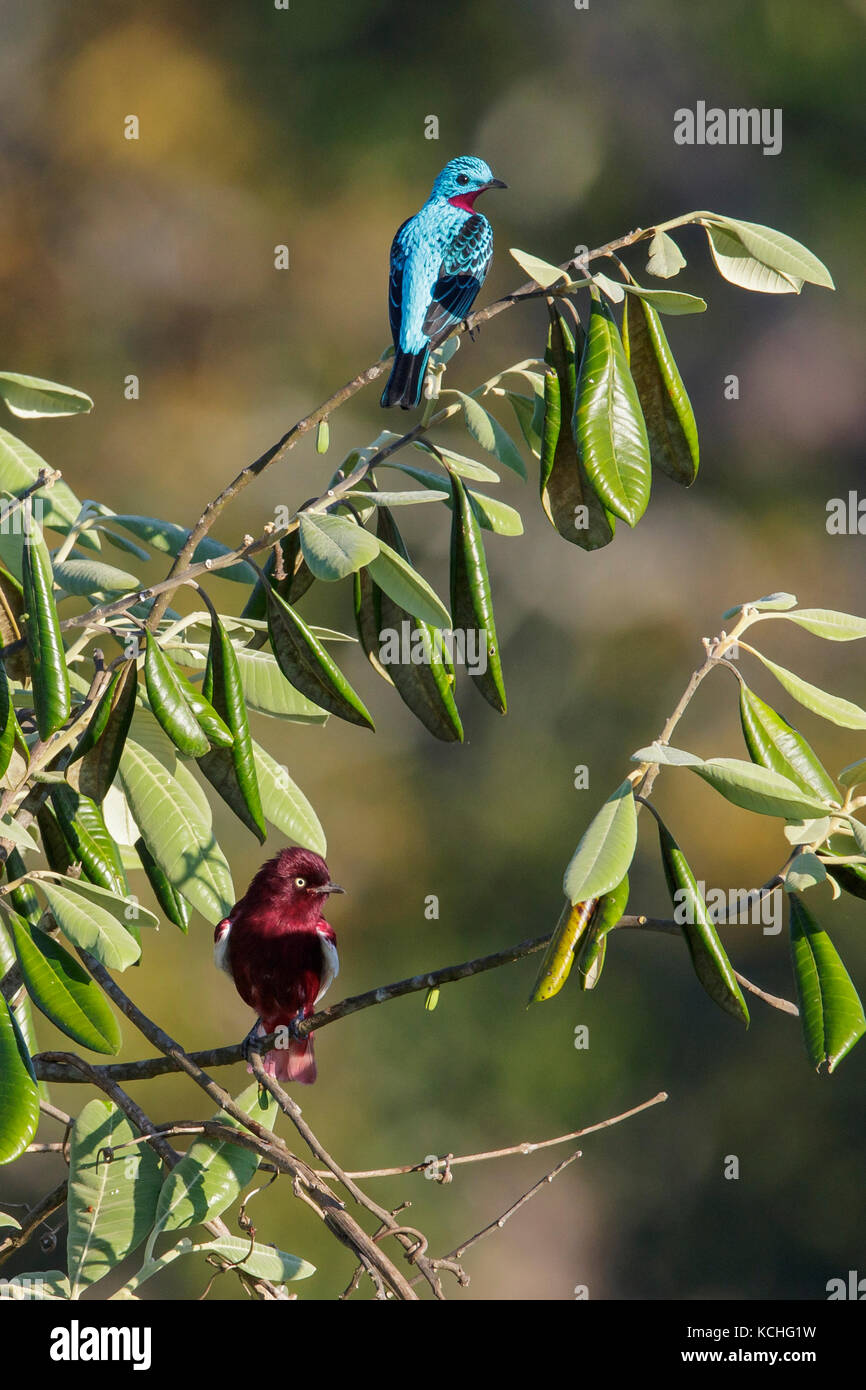 Pompadour Cotinga (Xipholena punicea) perched on a branch in the Amazon of Brazil. Stock Photo