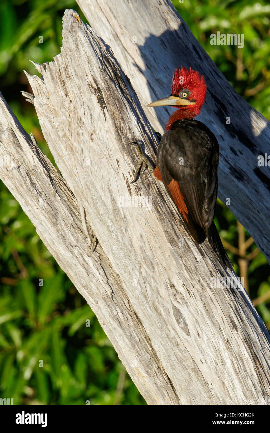 Red-necked Woodpecker (Campephilus rubricollis) perched on a branch in the Amazon of Brazil. Stock Photo
