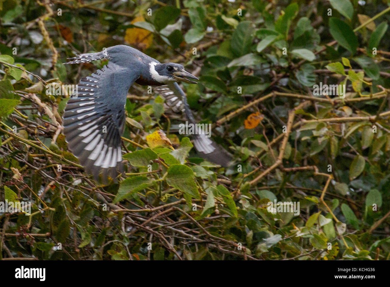 Ringed Kingfisher (Megaceryle torquata) flying in the Pantanal region of Brazil. Stock Photo