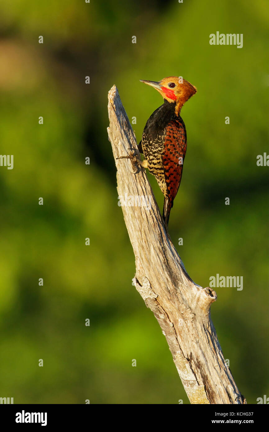 Ringed Woodpecker (Celeus torquatus tinnunculus) perched on a branch in the Amazon of Brazil. Stock Photo