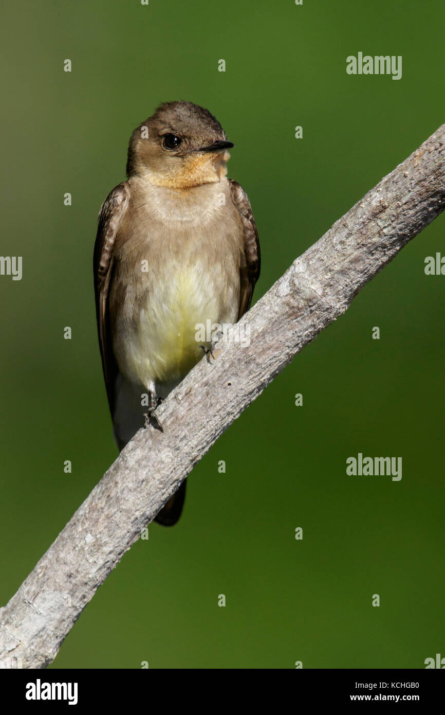 Southern Rough-winged Swallow (Stelgidopteryx ruficollis) perched on a branch in the Amazon of Brazil. Stock Photo