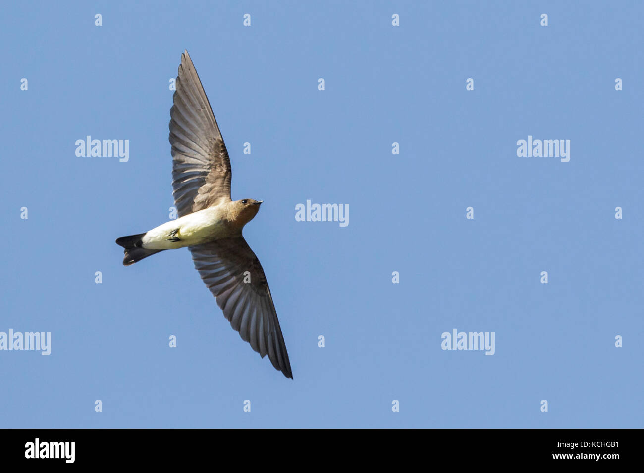 Southern Rough-winged Swallow (Stelgidopteryx ruficollis) flying in the Amazon of Brazil. Stock Photo