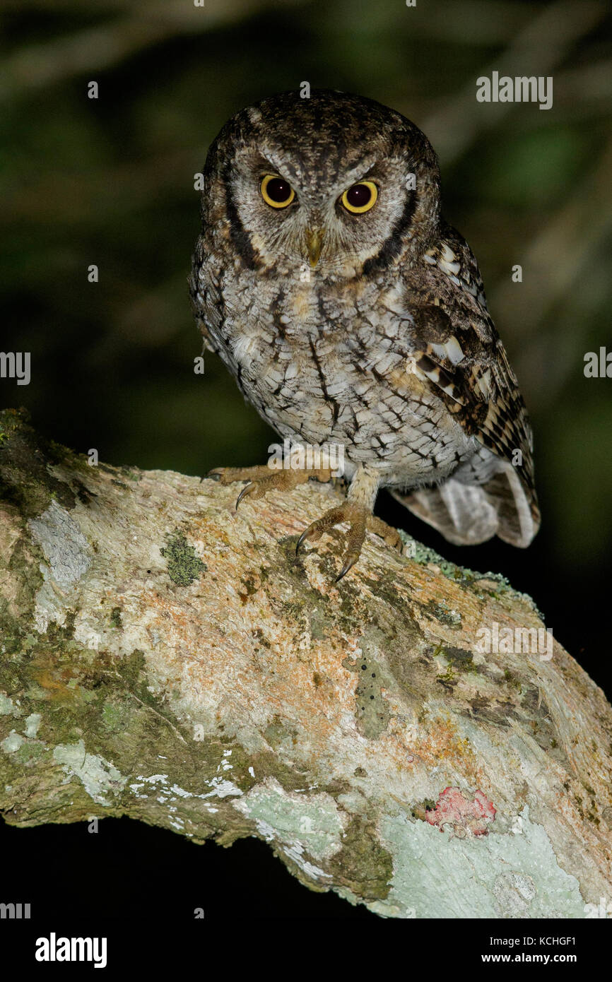 Tropical Screech-Owl (Megascops choliba) perched on a branch in the Atlantic Rainforest Region of Brazil. Stock Photo