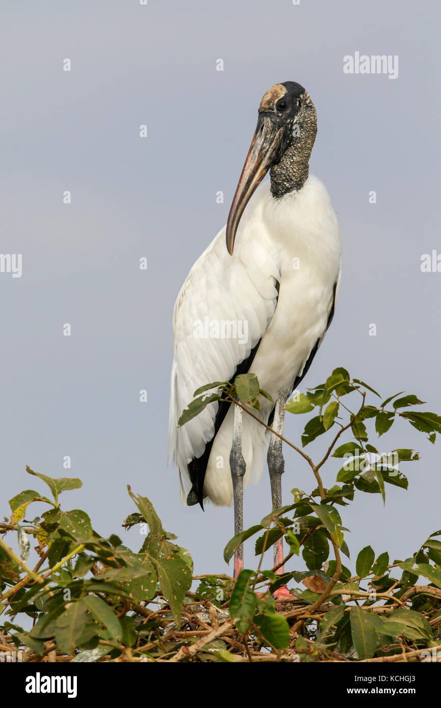 Wood Stork (Mycteria americana) perched on a branch in the Pantanal region of Brazil. Stock Photo