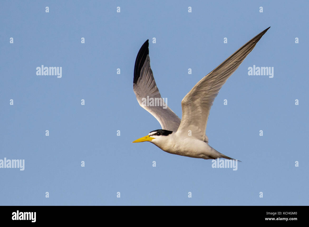 Yellow-billed Tern (Sternula superciliaris) flying in the Pantanal region of Brazil. Stock Photo