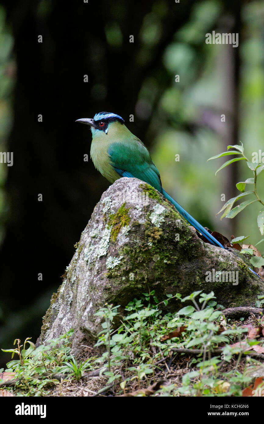 Highland Motmot (Momotus aequatorialis) perched on a rock in the Amazon in Peru Stock Photo