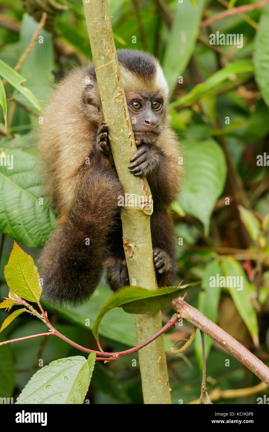 Brown Cappuchin Monkey perched on a branch in Manu National Park, Peru. Stock Photo